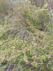 Cliffortia ferruginea