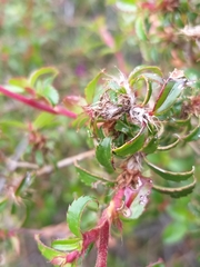 Cliffortia ferruginea