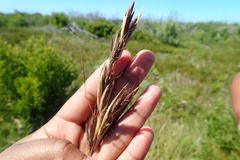 Cymbopogon marginatus