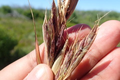 Cymbopogon marginatus