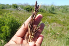 Cymbopogon marginatus