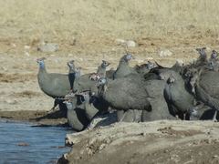 Numida meleagris mitratus