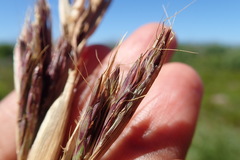 Cymbopogon marginatus