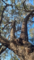 Eucalyptus paniculata