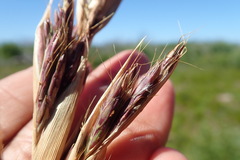 Cymbopogon marginatus