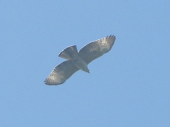 Nisaetus nipalensis
