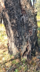 Eucalyptus paniculata