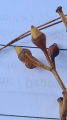 Eucalyptus paniculata