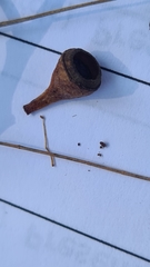 Eucalyptus paniculata