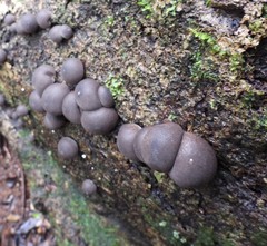 Lycoperdon purpurascens