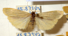 Eilema pygmaeola