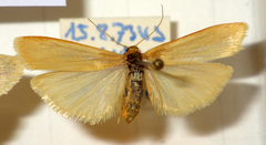 Eilema pygmaeola