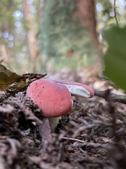 Russula