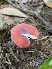 Russula