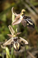 Ophrys cretica