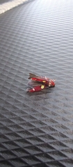 Cicadellidae
