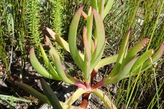 Carpobrotus deliciosus