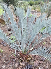 Encephalartos lehmannii