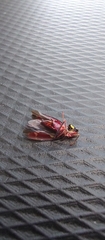 Cicadellidae