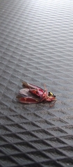 Cicadellidae
