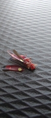 Cicadellidae