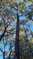 Eucalyptus paniculata