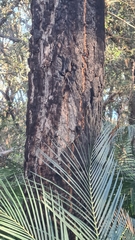 Eucalyptus paniculata
