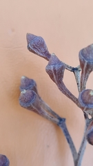 Eucalyptus paniculata