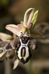 Ophrys cretica