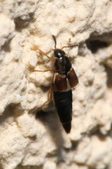 Oxypoda acuminata
