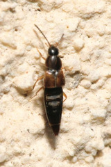 Oxypoda acuminata