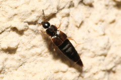 Oxypoda acuminata