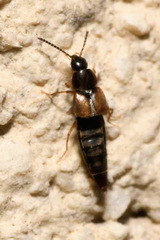 Oxypoda acuminata