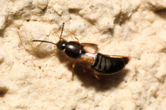 Oxypoda acuminata
