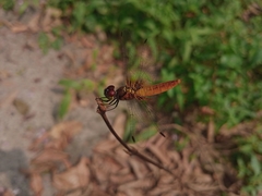 Aethriamanta brevipennis