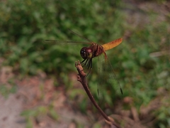 Aethriamanta brevipennis