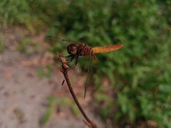 Aethriamanta brevipennis