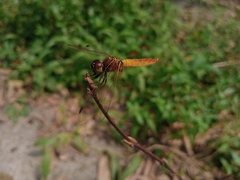 Aethriamanta brevipennis