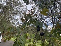 Pleiogynium timoriense