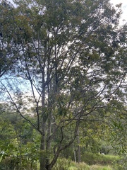 Pleiogynium timoriense