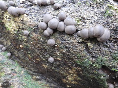 Lycoperdon purpurascens