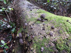 Lycoperdon purpurascens