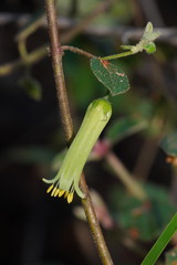 Correa aemula