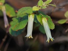 Correa aemula