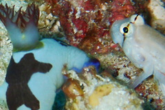 Gnatholepis cauerensis