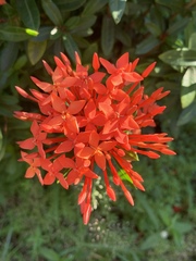 Ixora