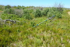 Cymbopogon marginatus