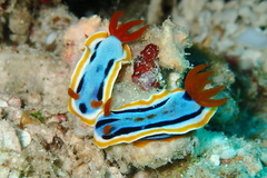 Chromodoris colemani