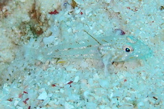 Fusigobius