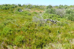 Cymbopogon marginatus